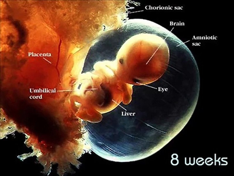 embrio 8weeks