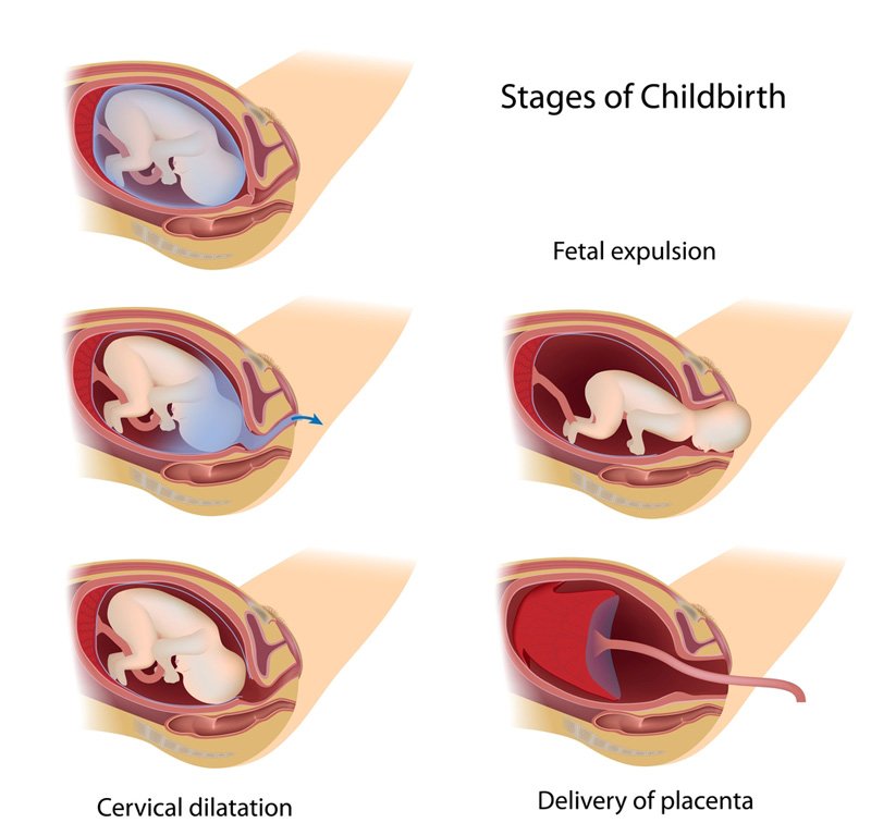 stages of child birth
