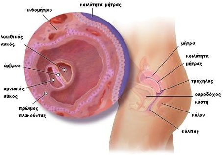 6η-8η εβδομάδα, επιβεβαίωση της εγκυμοσύνης