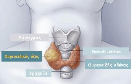 ΕΥΡΩΠΑΪΚΕΣ ΣΥΣΤΑΣΕΙΣ ΓΙΑ ΘΥΡΕΟΕΙΔΙΚΕΣ ΠΑΘΗΣΕΙΣ ΣΤΗΝ ΚΥΗΣΗ ΓΙΑ ΤΗΝ ΑΝΤΙΜΕΤΩΠΙΣΗ ΤΟΥ ΥΠΟΚΛΙΝΙΚΟΥ ΥΠΟΘΥΡΕΟΕΙΔΙΣΜΟΥ ΣΤΗΝ ΕΓΚΥΜΟΣΥΝΗ